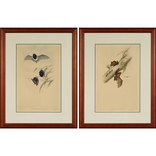 39 · JOHN GOULD (1804-1881) Scotophilus picatus (Little pied bat); and Scotophilus greyi (Little broad-nosed bat) colour lithograph (2) E...