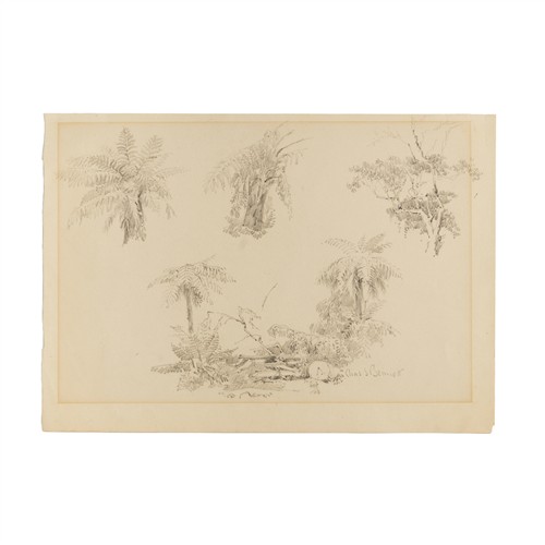 Charles BENNETT (1869–1930) Studies of tree ferns and a tree Pencil 24.5 x 34.5cm (sheet)