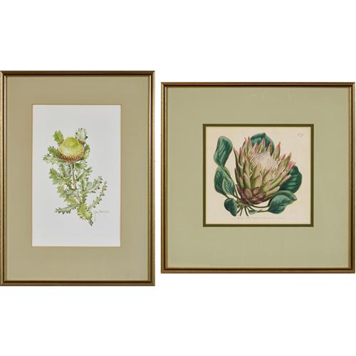 44 · A WATERCOLOUR BY GWEN COLLISON AND A 19TH CENTURY BOTANICAL PRINT
