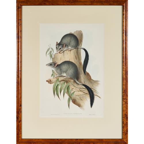 37 · JOHN GOULD (1804-1881) Phascogale penicillata (Brush-tailed Phascogalen) hand-coloured lithograph 50 x 34cm (78 x 60cm framed)
