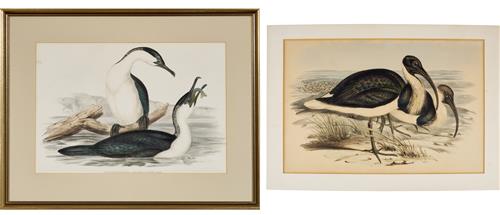 38 · JOHN GOULD (1804-1881) Phalacrocorax leucogaster (White Breasted Cormorant); and Geronticus spinicollis (Ibis) hand-coloured lithogr...