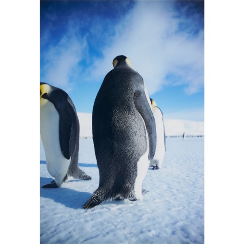 ANGUS MCDONALD (born 1961) Emperor Rolfe 2006 photograph, A/P 3/3 126 x 87cm (151 x 109cm framed)