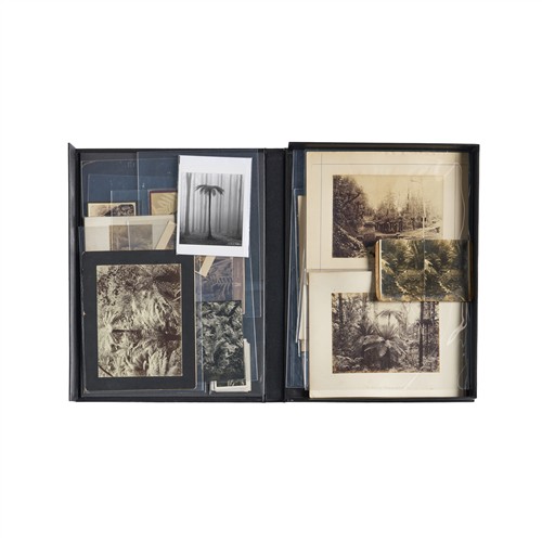 84 · PHOTOGRAPHS: A COLLECTION ON FERNS Mostly second half 19th century