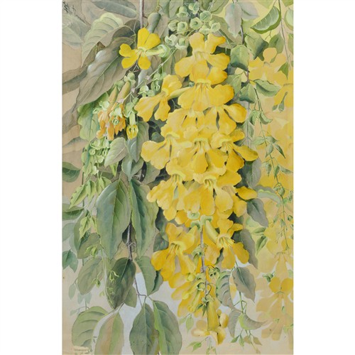 55 · ELLIS ROWAN (1848-1922) Yellow Trumpet Vine watercolour and gouache on paper 60 x 41cm (sheet)