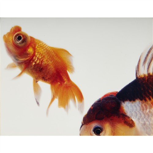 DIRK WESTPHAL (American, born 1963) I'm sorry... I Hurt You 2002 type c photograph, ed. 4/5 33.8 x 26cm