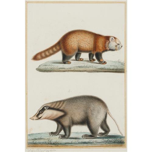32 · ANTOINE-CHARLES VAUTHIER (French, 1790-1879) Panda - Lesser Panda (Ailurus Fulgens Balisaur) and Hog Badger (Arctonyx Collaris) wate...