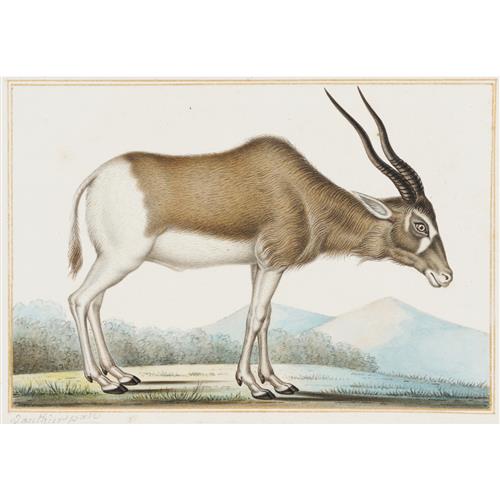 31 · ANTOINE-CHARLES VAUTHIER (French, 1790-1879) Antelope (Antilope Gibbosa) watercolour and gouache on paper 11.5 x 16.5cm (image)