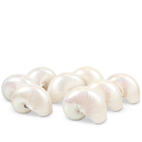 18 · A GROUP OF EIGHT PEARLISED NAUTILUS SHELLS Please see important information below regarding collection of lots in this auction.