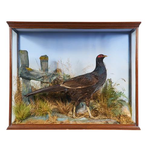 59 · A TAXIDERMY PHEASANT IN A VICTORIAN MAHOGANY AND GLASS CASE BY E.F. SPICER, BIRMINGHAM (label to case) *CITES permit may be required...